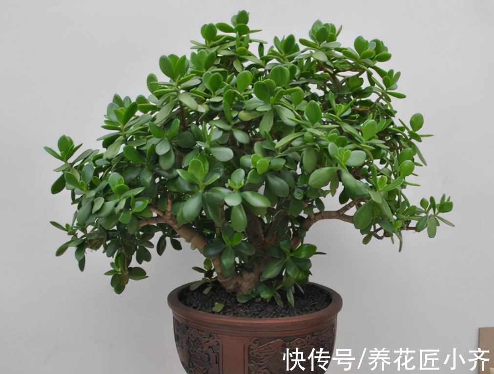仙人球|什么样的花最好养？选择这4种，新手也能养好，很容易泛滥