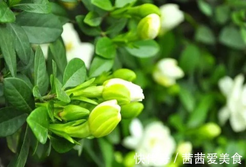 叶片|这4种花，剪个枝插水里，10天就生根，特别好养活！