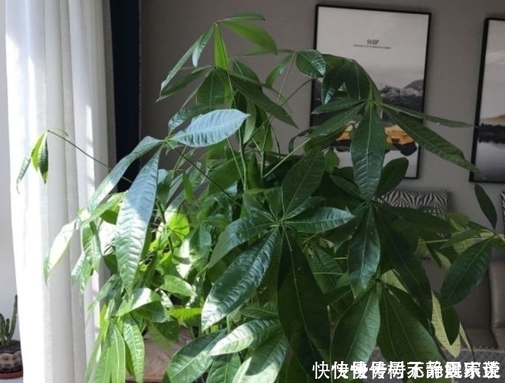 财树|养发财树,浇水有“诀窍”,2种“酸水”换着浇,叶片不黄长势旺