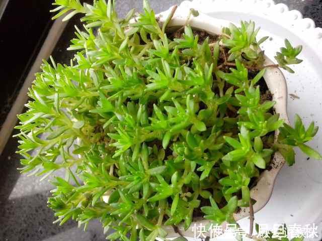 景天属|不起眼的它却是治肝奇药，也许你家花盆里就有