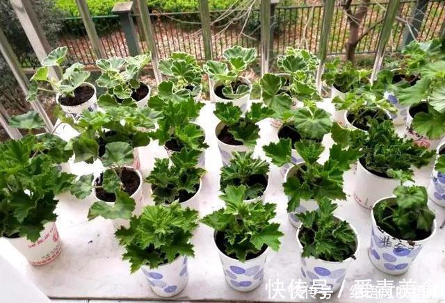 栀子花|阳台养此3种花太合适，不但漂亮，繁殖还容易，一年就成养花大户