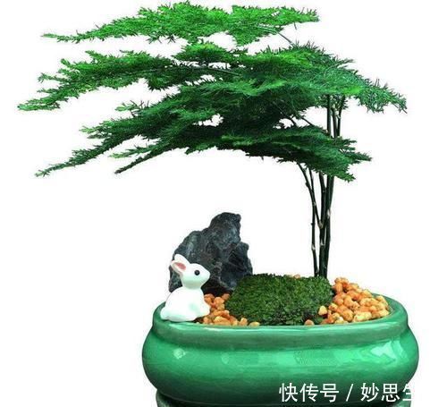 紫砂|想要文竹养的好，三步要做到，叶子绿，株型美还能开出花来