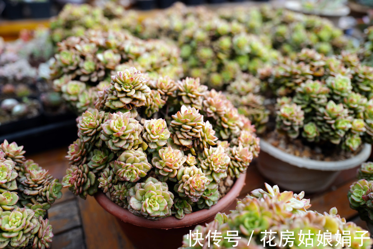 多肉植物叶片发霉怎么办 多肉植物叶片发霉怎么办