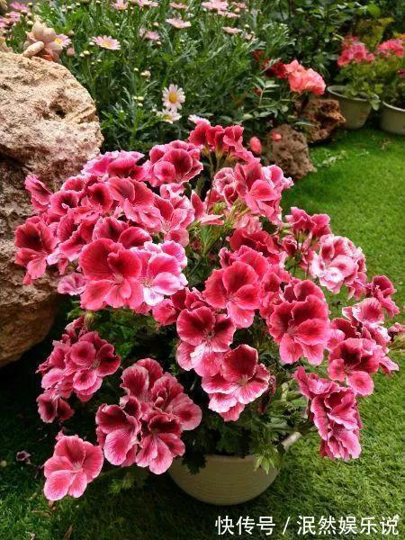 叶子花|阳台养此2种花,开花量比“月季”还大,枝枝满花,耐旱又好养