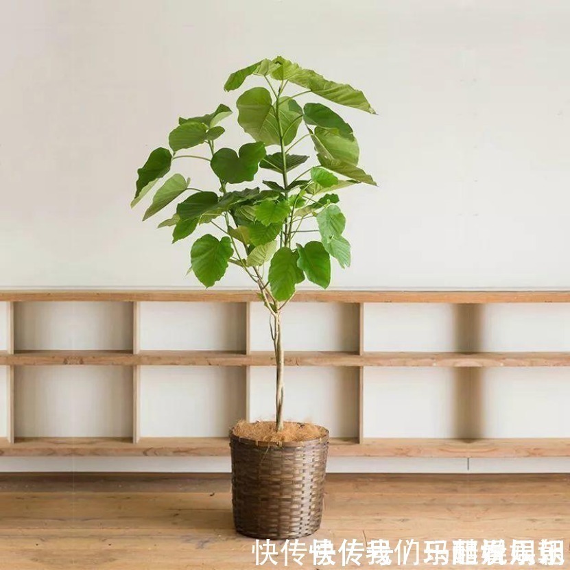 室内观叶|最适合卧室摆放的9种植物,清新素雅,安全无毒,还特好养活