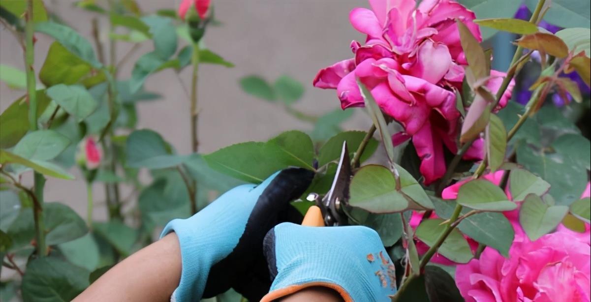 漂亮|5种漂亮花,5月快剪“花箭”,撒点营养肥,花苞又挤满盆