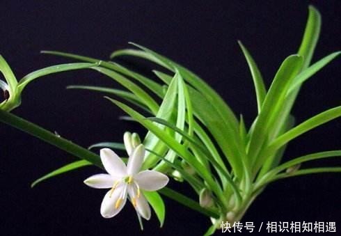 夏季|把吊兰养开花很简单, 做这个小技巧, 保证俩月就开花!