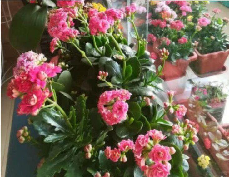 养花就养几款花,对待新手很友好,满树都是花朵,漂亮极了