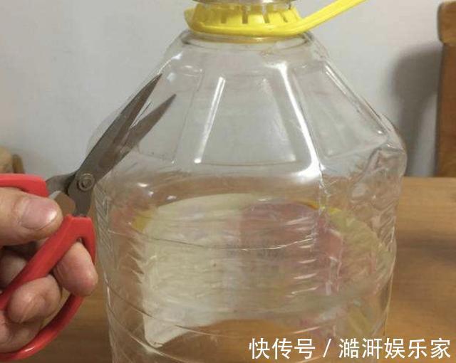 吊兰|厨房的“空油桶”留着,拿来“剪2刀”,变成“种菜容器”,值!