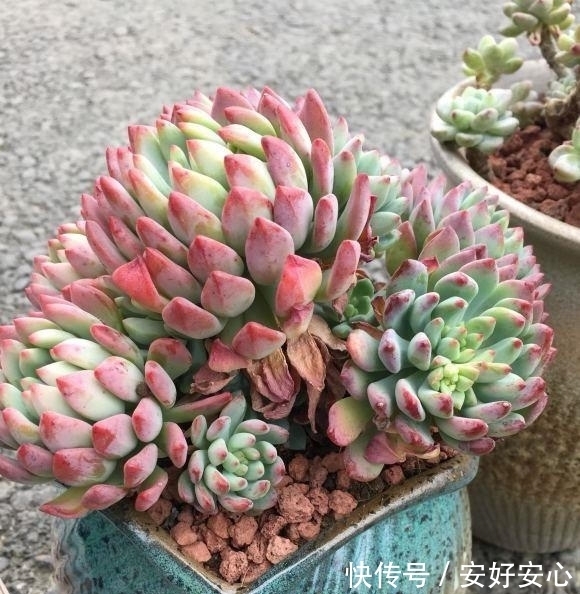 多肉植物|多肉发根难?其实最简单了,埋到盆里不用管,自己就能长出来