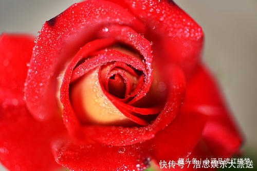  红楼梦玫瑰花变异成四种特殊用品，每一种都让人遐想