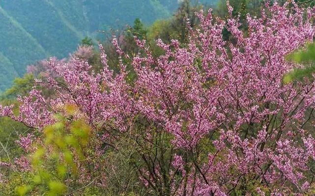 保康5万亩紫荆花开灿若霞