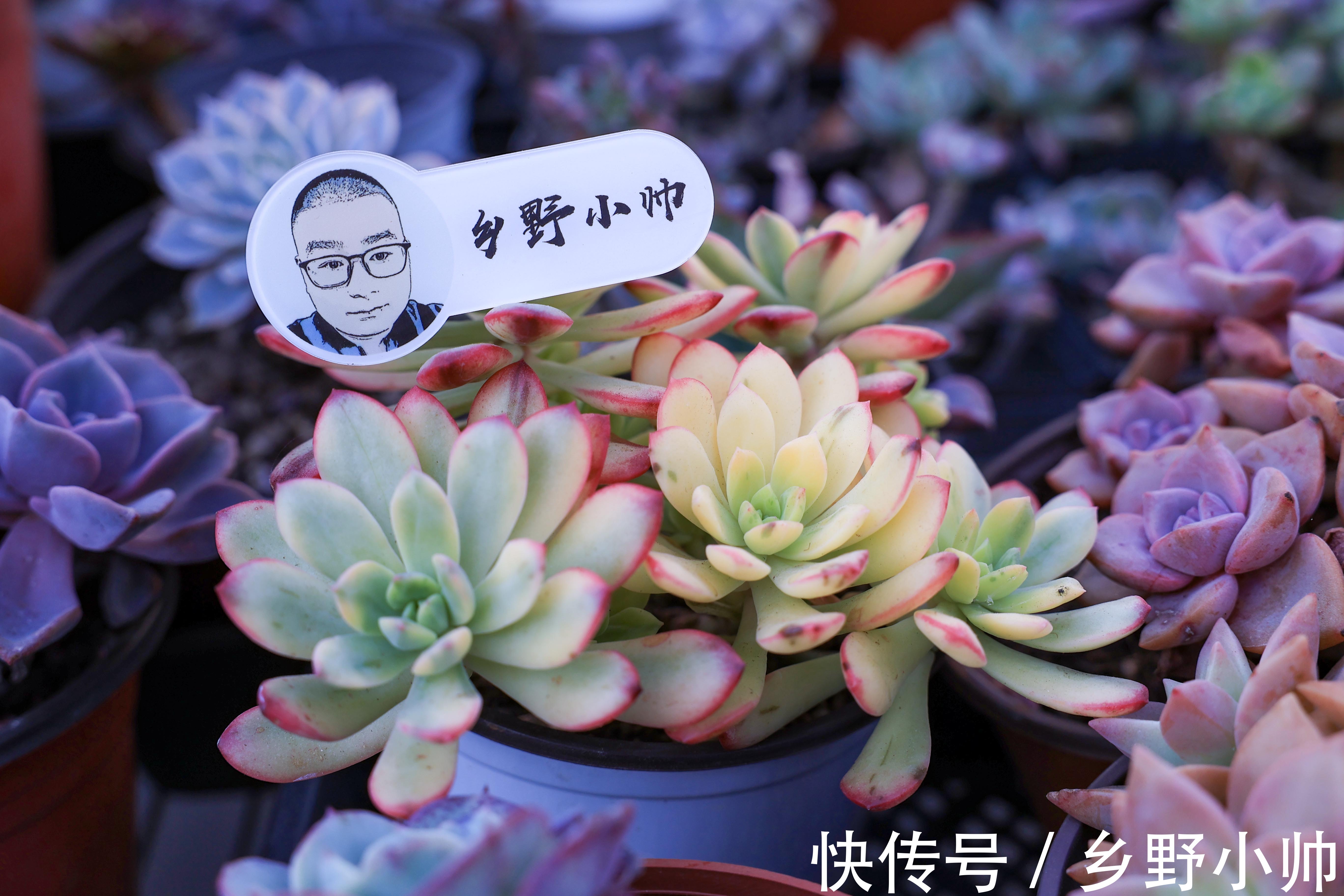 冬天多肉不好服盆?学会这些种植技巧,冬天多肉也可以很美