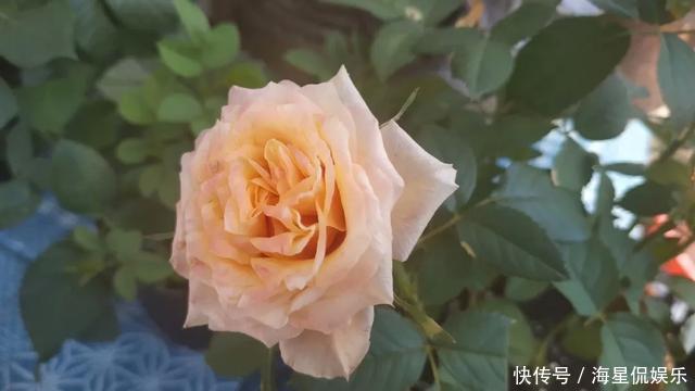 修剪|玫瑰象征美好爱情,怎么养才能花繁叶茂需要满足4个条件