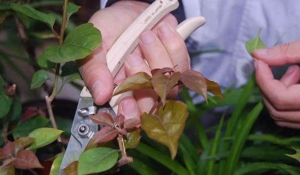 冬季养三角梅,2种肥扔盆里,剪几刀,叶片茂盛,开花爆盆