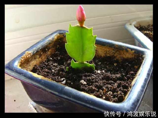 叽里咕噜|蟹爪兰不开花,一招就解决,开花叽里咕噜爆满盆