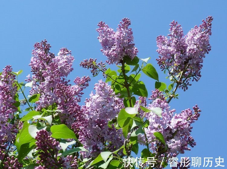 家里种树有讲究,4种吉祥树,庭院种一棵,多子多福又吉利