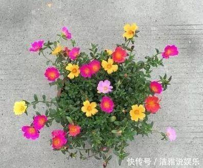 阳台|夏天养花就要养它们,放在阳台狠狠晒,天天开成小花园!
