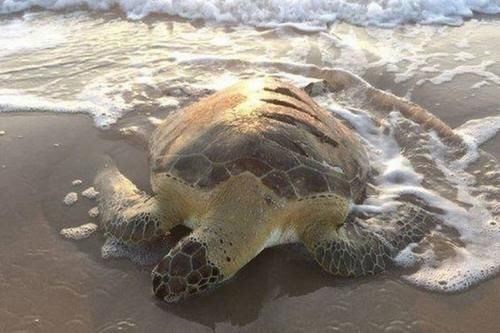 渔民海边发现海龟尸体 龟壳有整齐裂痕 解剖有海龟蛋 快资讯