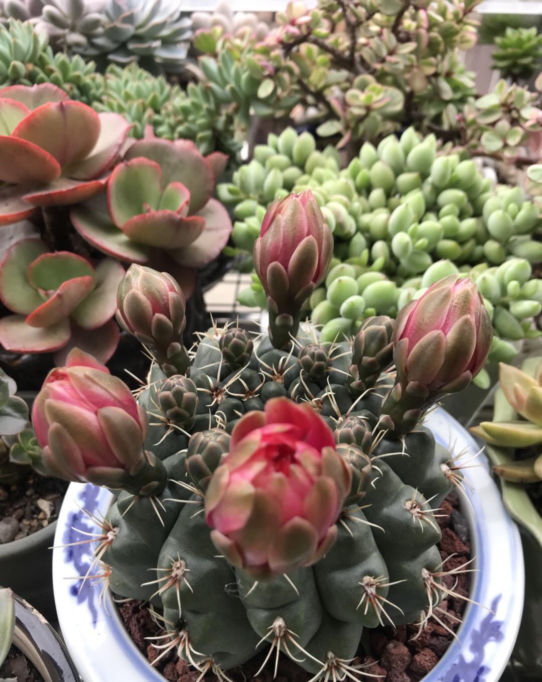 花芽|多肉长势差，这“三位置”剪一剪，“夏不黑腐”株型紧凑又好看