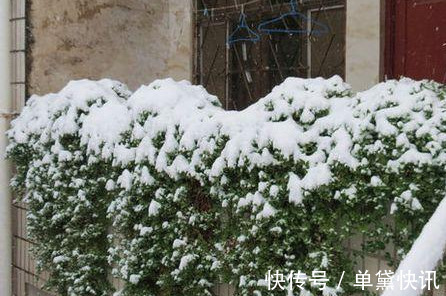 这5种花随便掐个枝就活,新手懒人花友千万别错过!