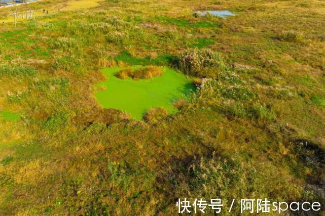 芦苇|杭州城北有块地荒废了很多年，今年秋天终于生出一片芦苇花海