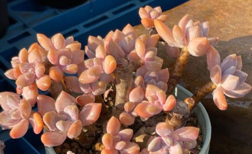 多肉姬胧月和冬美人如何选择?看看老花匠怎么说,你就知道了