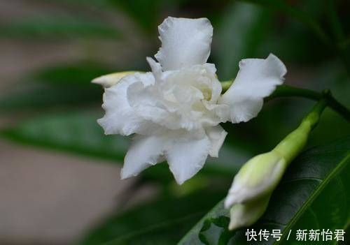 茉莉花|这个花你见过吗？虽然名字不好听，但是非常好看