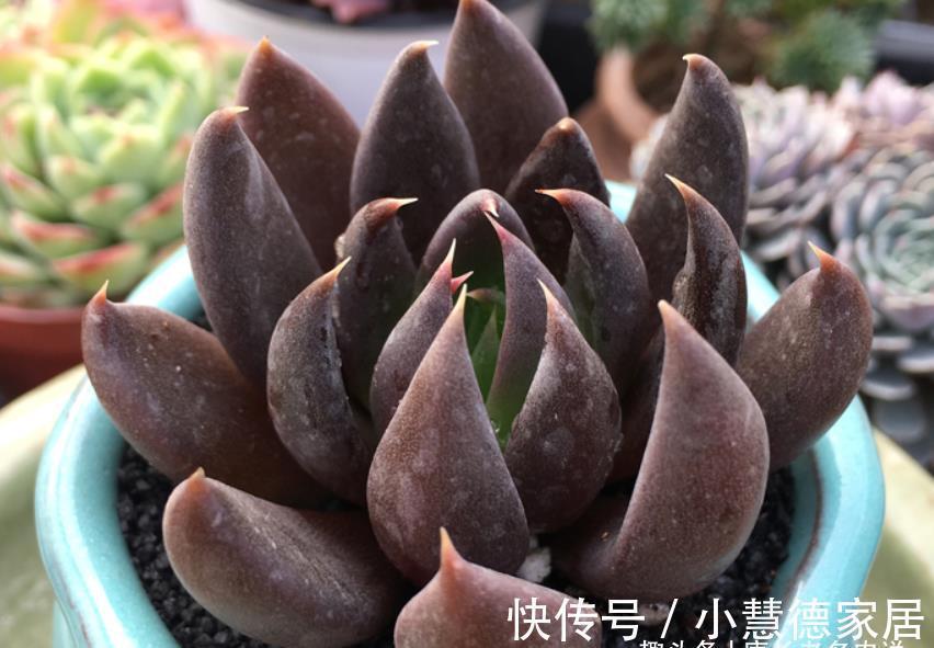 黑夜|多肉古紫颜色黑到没朋友，养好之后又酷又飒，宛若黑夜里的骑士