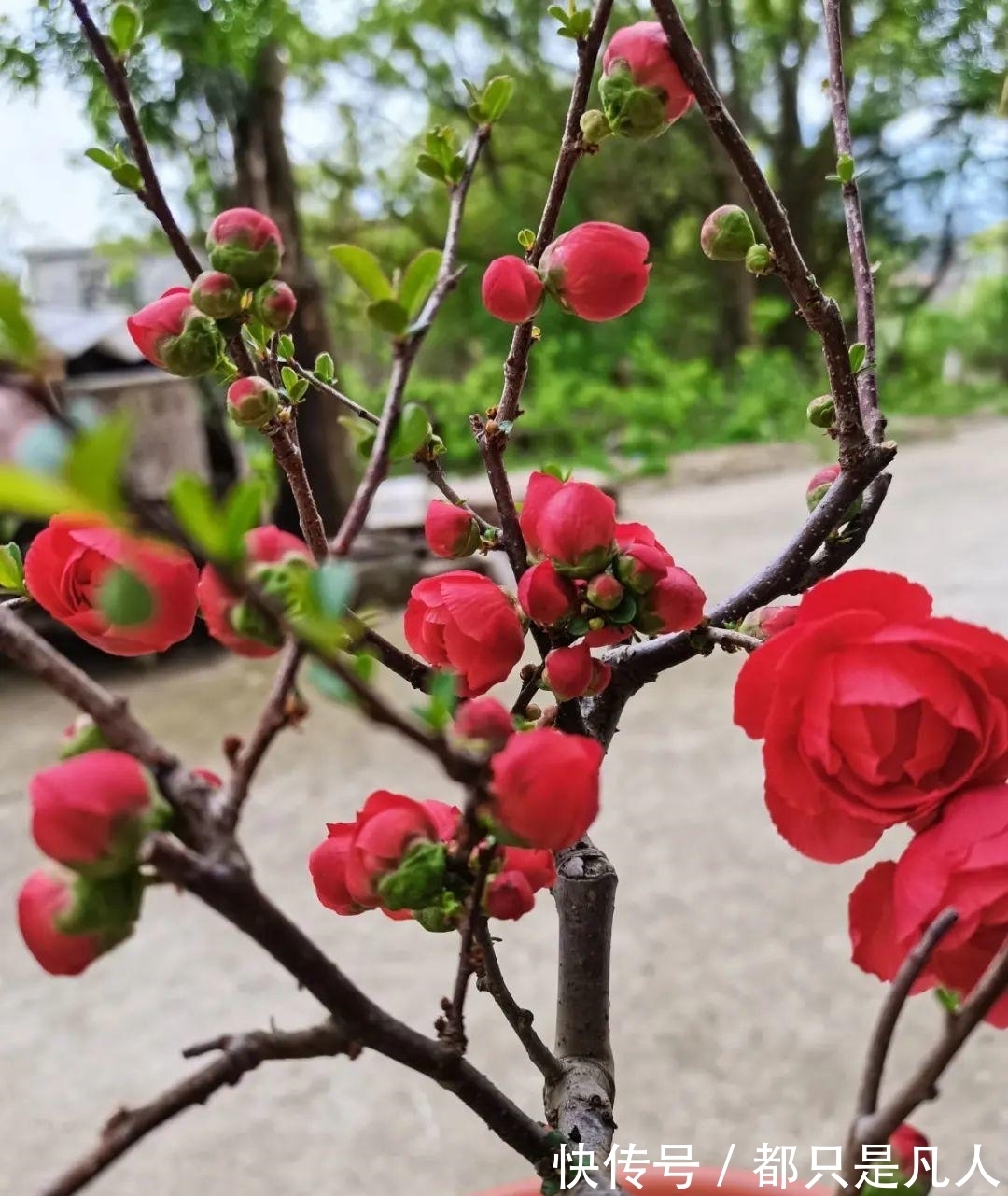 “寿命长”的10种花,寓意好,格调高,老人见了眉开眼笑!