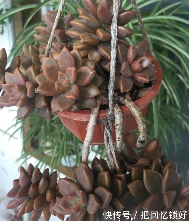 多肉大普货姬胧月,养的人不少养好的却不多,阳台党要慎选