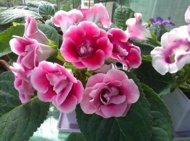 最受欢迎的4种花,养护简单,花朵漂亮,四季有花赏