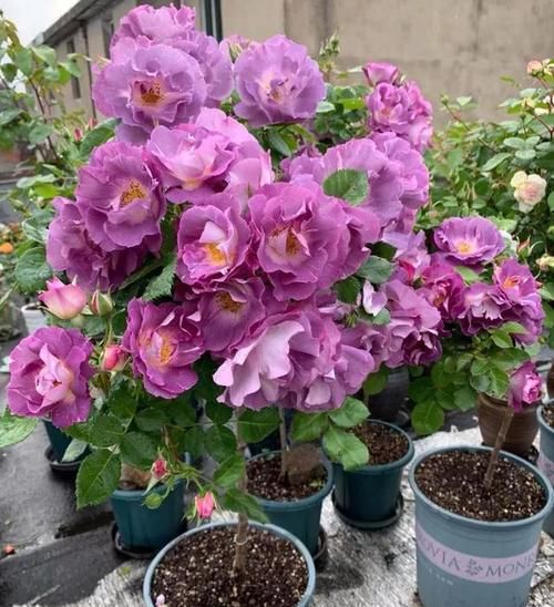 追什么肥能让月季花花瓣增厚？