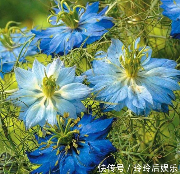 名字土掉渣,但开花洋气,这些花其实超美的