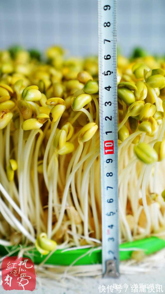 黄豆芽|用了我这办法，发黄豆芽不会变臭一次就成功，五天就长15厘米高！