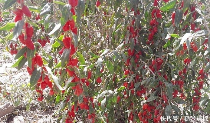 男人肝不好,别急,每天早上水里放点它,坚持喝半个月,肝会变好