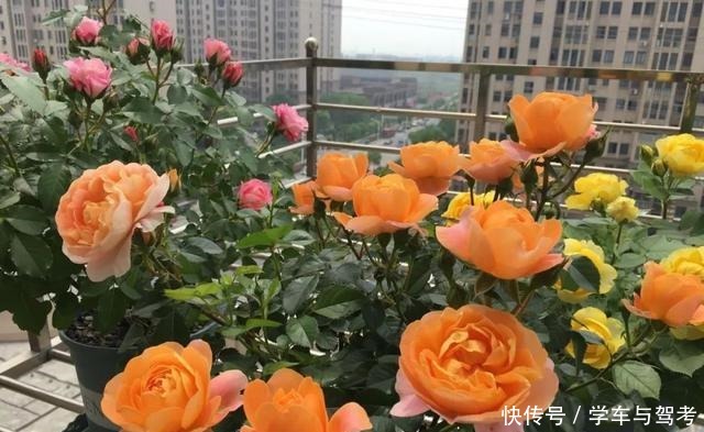 月季“矮化”处理,长不高,满花苞,开花劲爆,人人惊艳!