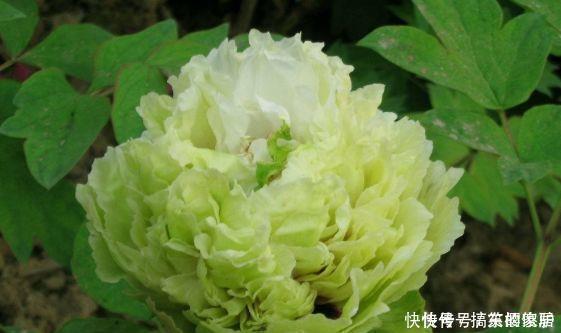 牡丹花|新手养花,不如养盆花中精品“豆绿”,色如青豆,清爽袭人