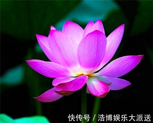 夏季|花卉如何度过多雨季节教你需要预防的3件事，别说没提醒