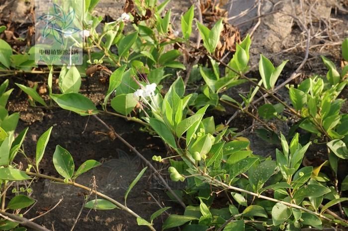  跌打|虎狼草，见过吗枝叶有毒，治跌打瘀肿、皮肤湿疹；根治风湿痹痛