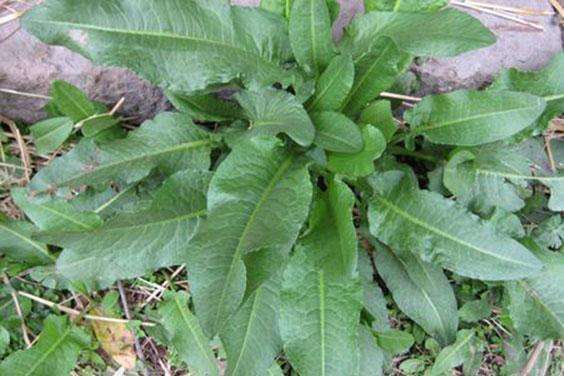 中草药|农村路边喂猪的野草,浑身都是宝,清热解毒,疏风祛湿,你认识吗