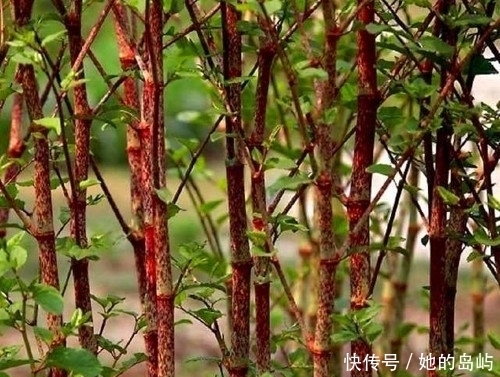 农村这野草是一种天然“零食”,还有很高的利