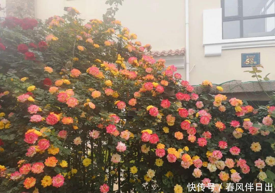 庭院搭花架，这“花卉三宝”你用过吗，很实用