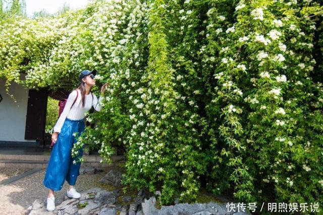 年长|院子再小，也要养棵它，2年长一片，开花特别美，左邻右舍都说香