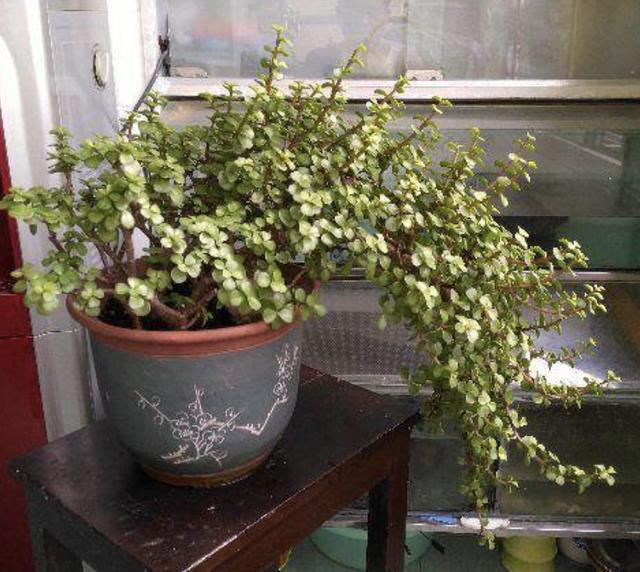夏季养不好绿萝，不如养“2种树”，平时只浇水，长成盆景，美！