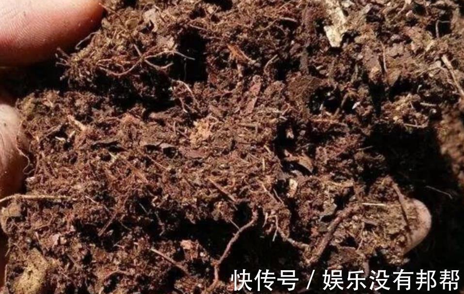 松针土|养花学会自己配土,省钱而且更肥沃,不论种什么花都能养得好