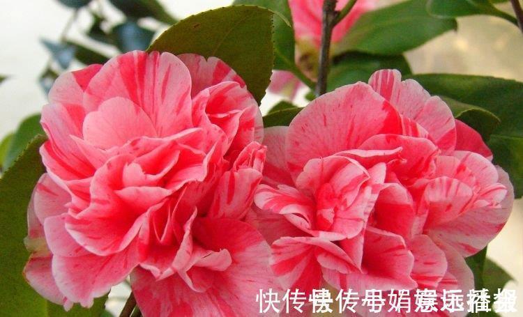 土壤|4种花很好养,耐热耐晒更耐旱,养一盆一年四季都在开!