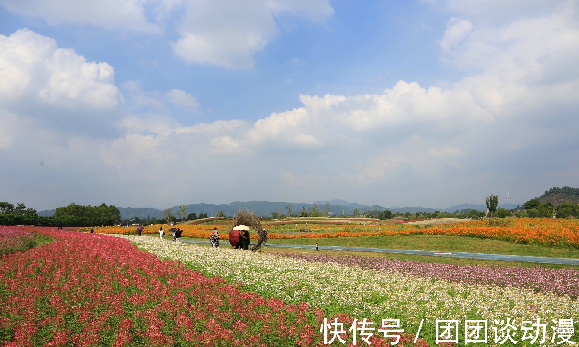 径山镇|秋日赏花，杭州这片唯美花海太“治愈”，满山坡的醉蝶花和百合花