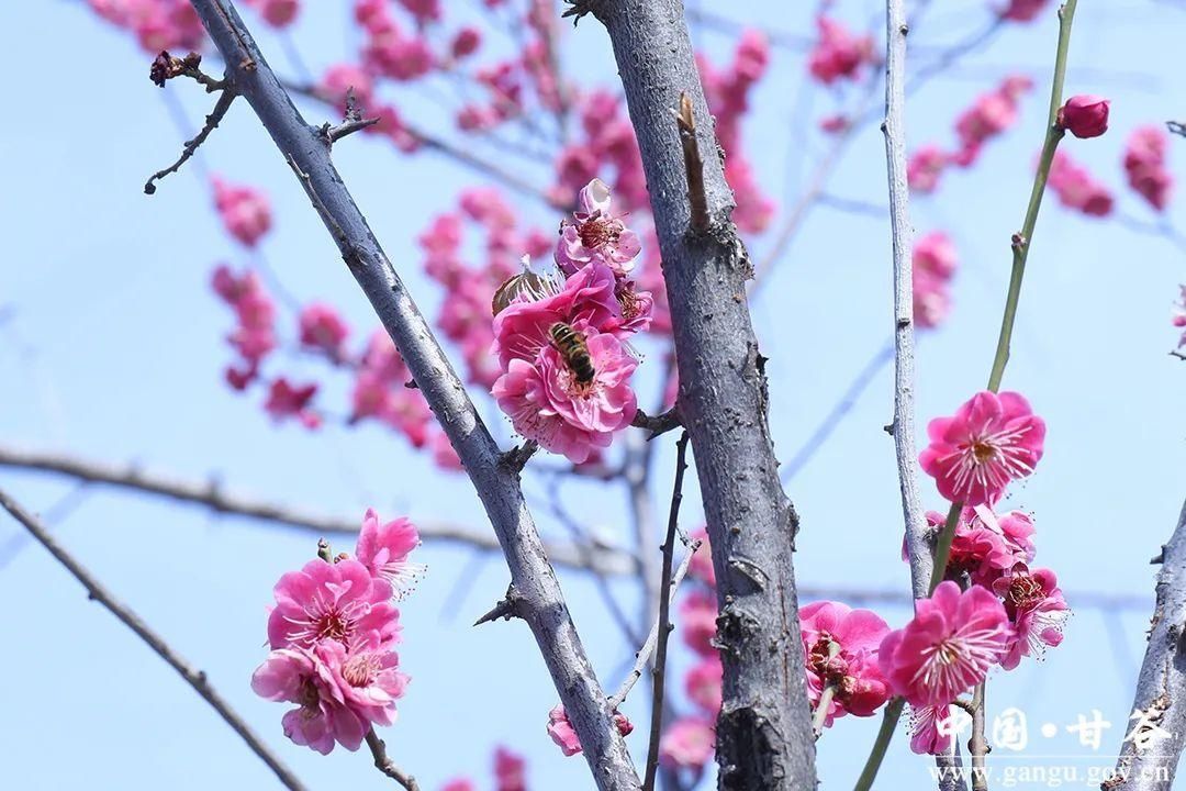 【春日印象】甘谷：梅花盛开春意闹