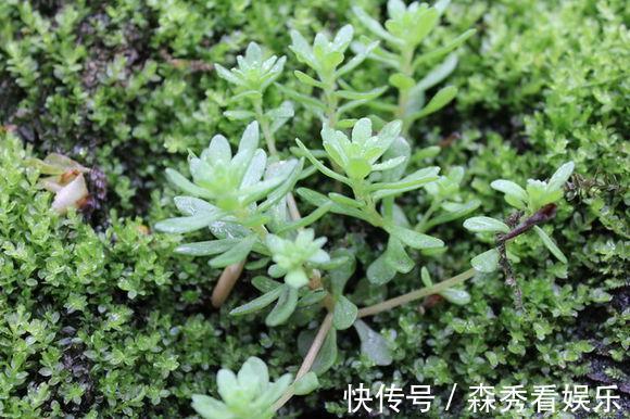 野菜|广西农村最好吃的野菜,很多人叫不出名字,你吃过几种